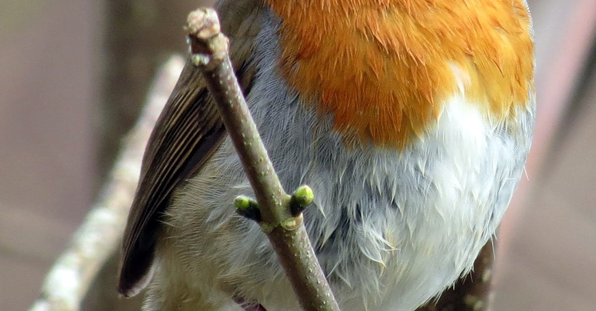 Generate income from your garden - Close-up of a European robin in a natural habitat setting.