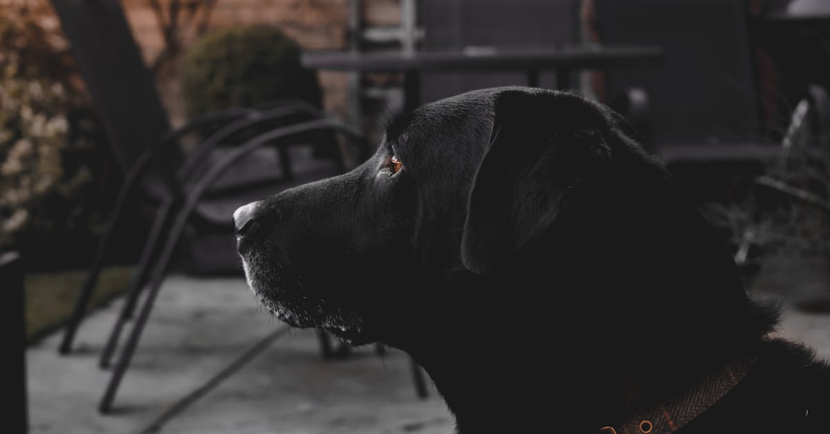 budget landscaping UK - Black Labrador profile portrait on a patio with a moody background, London.
