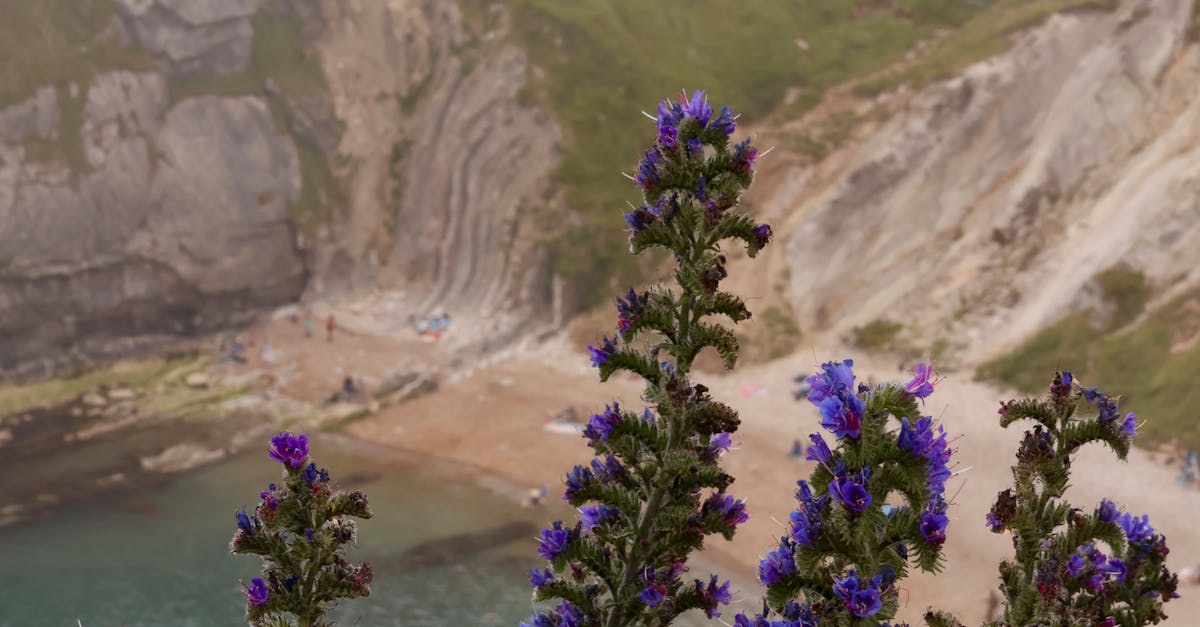 Coastal Foraging in the UK - Beautiful view of blueweed blossoms with the cliffs of West Lulworth in the background.