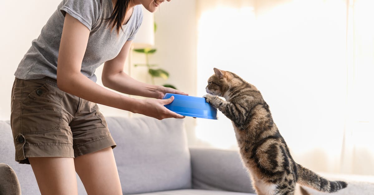 Cost-effective Pet Care - A cheerful interaction between a young woman and her pet cat at home.