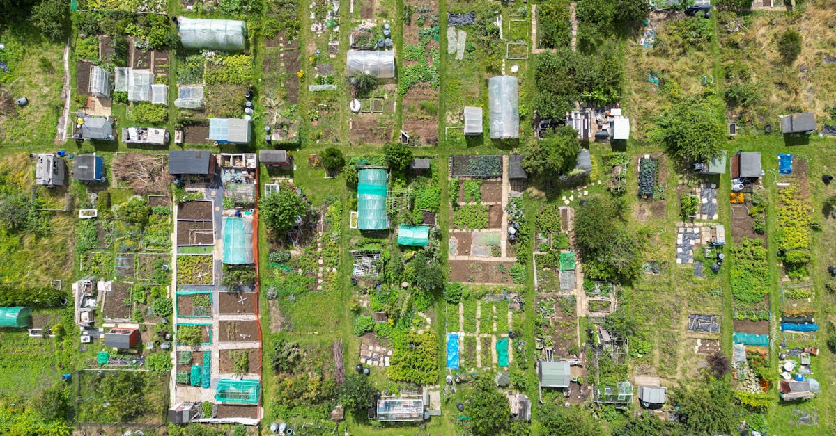 Allotment Gardening in the UK - A top-down view of vibrant allotment gardens in Brighton, showcasing diverse plant growth.