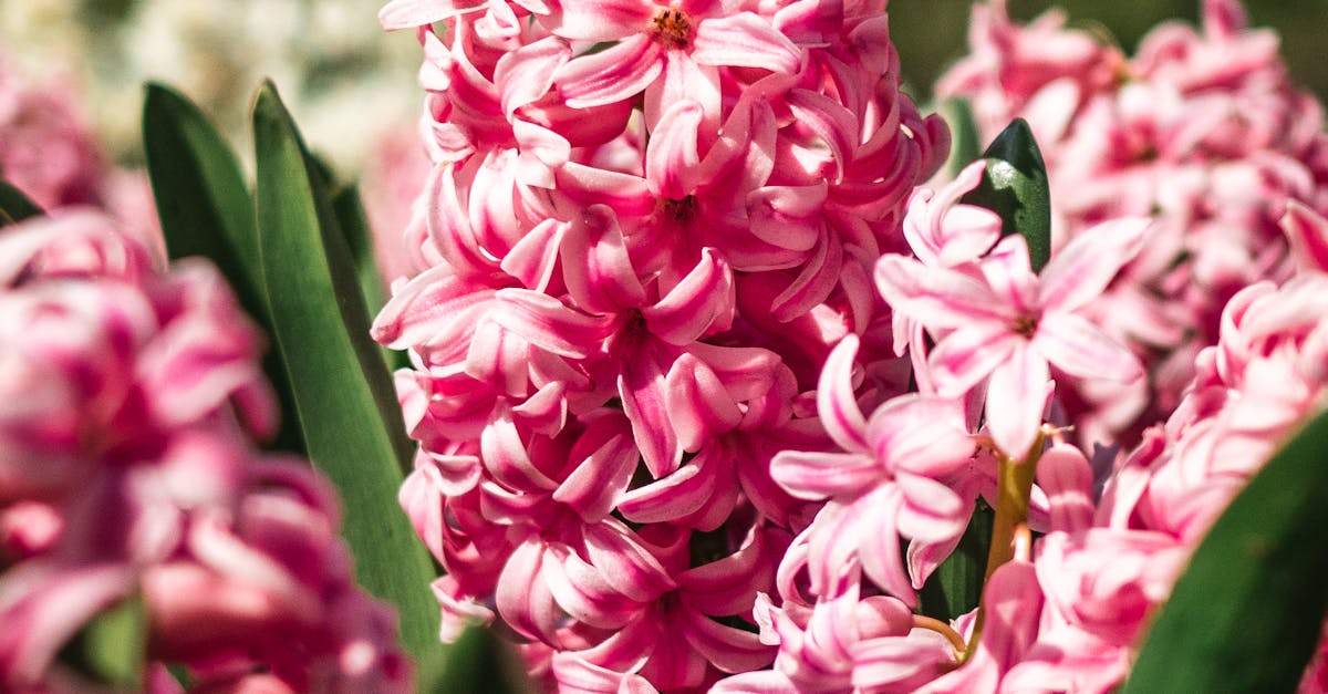 Thrifty Gardening UK - Bright pink hyacinths in full bloom showcasing the beauty of spring in a lush garden setting.